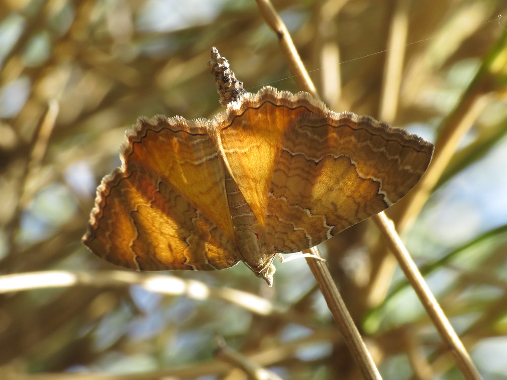 Yellow Shell Name Camptogramma bilineata (Yellow Shell) (Geometridae) | Flickr