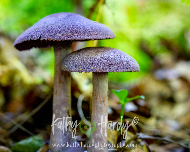 Violet Webcap Mushrooms