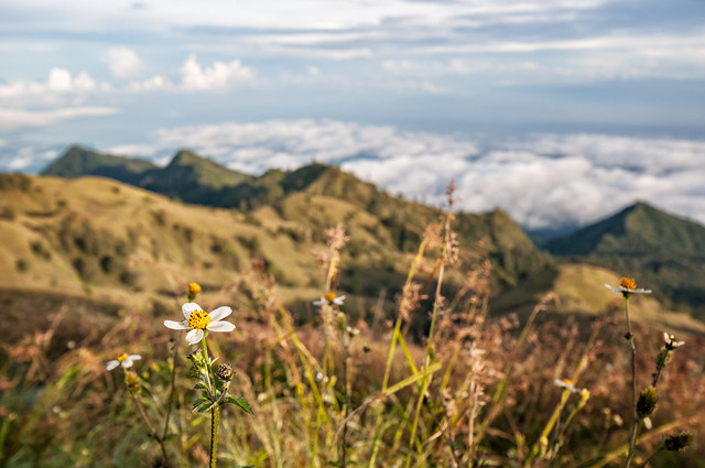 Flowers and vegetation on Mount Rinjani - Lombok - Indonesia