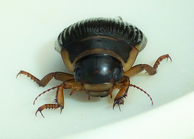 The Great Diving Beetle ..x