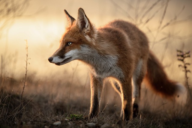 Fox cub sunset!