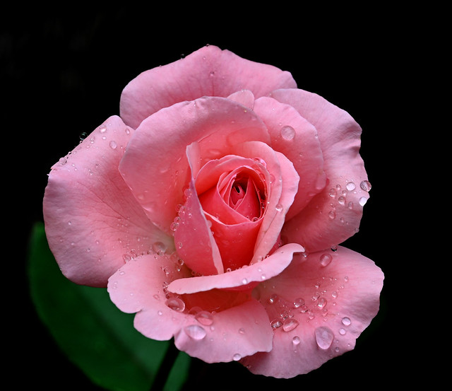 Rosa amb gotes de pluja ....