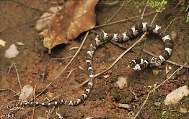 Mexican Lyre Snake (Trimorphodon tau)