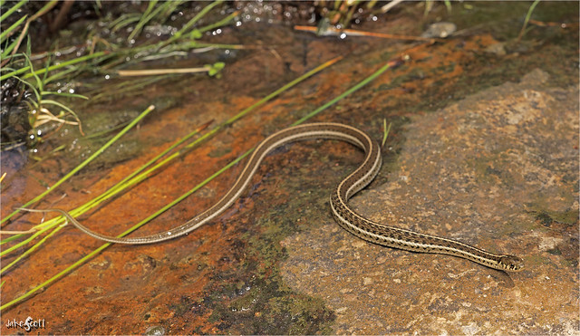 Mexican Gartersnake (Thamnophis eques)