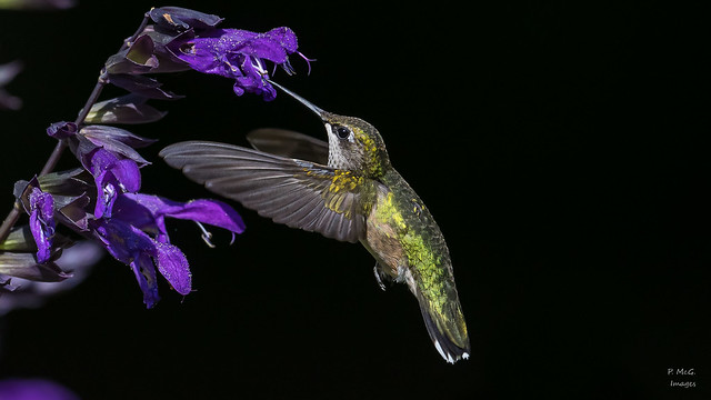 Ruby-throated Hummingbird(F)  4724