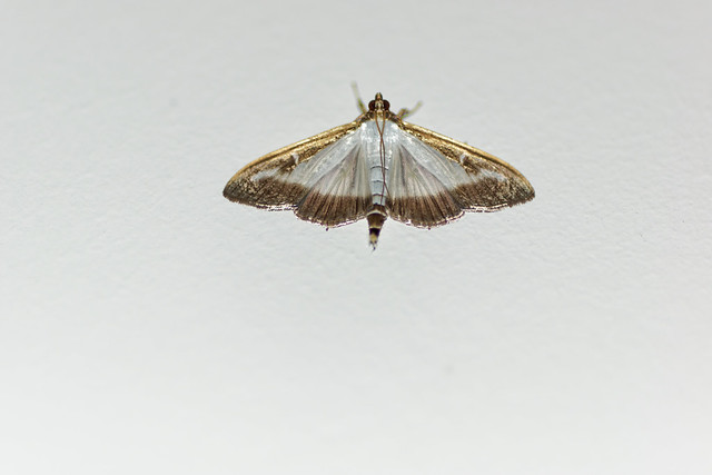 Le papillon de nuit - The moth