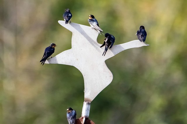 Barn swallows, taking a rest on a Swan, Holland.