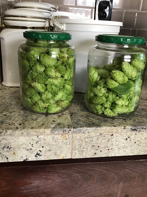 Two jars of fresh hops on a countertop