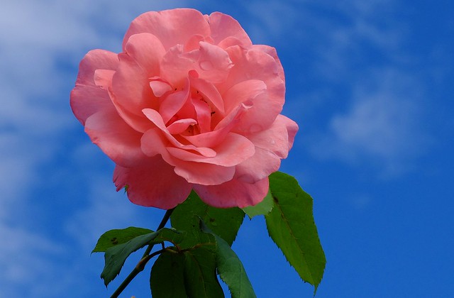 Munich - Pink Rose