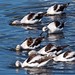 Flickr photo 'American Avocets All In at Bombay Hook' by: Phil's 1stPix.