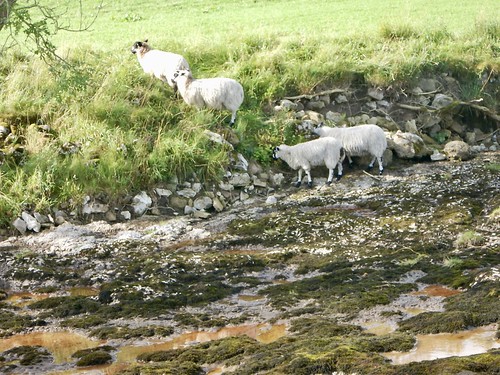 Lambs Near Dry Looking River Wharfe In Langstrothdale