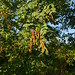 Caragana arborescens Lam. Fabaceae Faboideae-Siberian peashrub 1