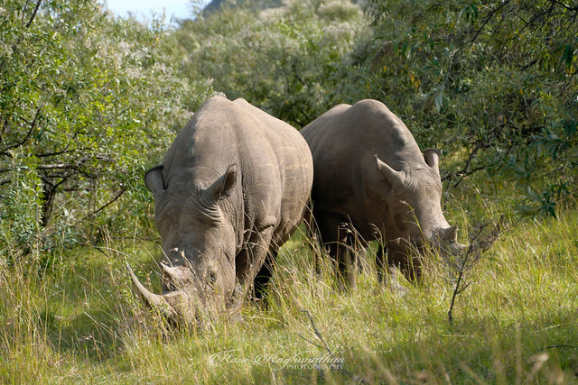 Rhinoceros couple