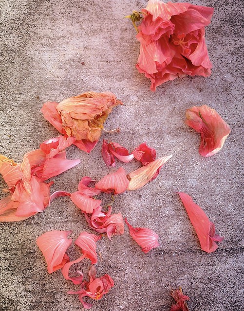 Fallen Hibiscus Petals