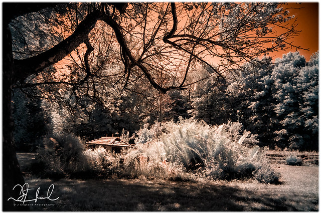 in the shade of an old apple tree - IR
