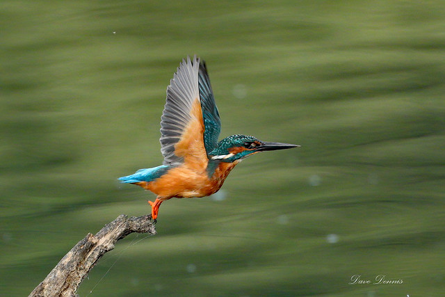 Kingfisher 8