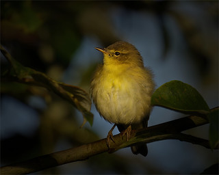 Sunrise and a Willow Warbler