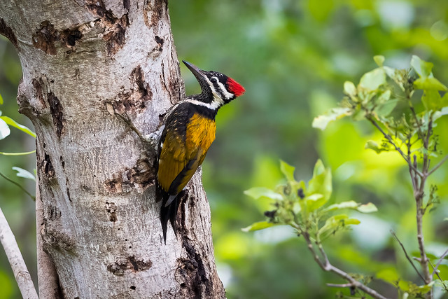 A Black Rumped / Lesser Flameback Woodpecker foraging on a tree!