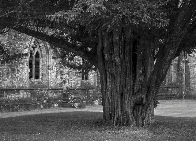 Yew in the cathedral grounds, Dunkeld, Perth and Kinross, Scotland