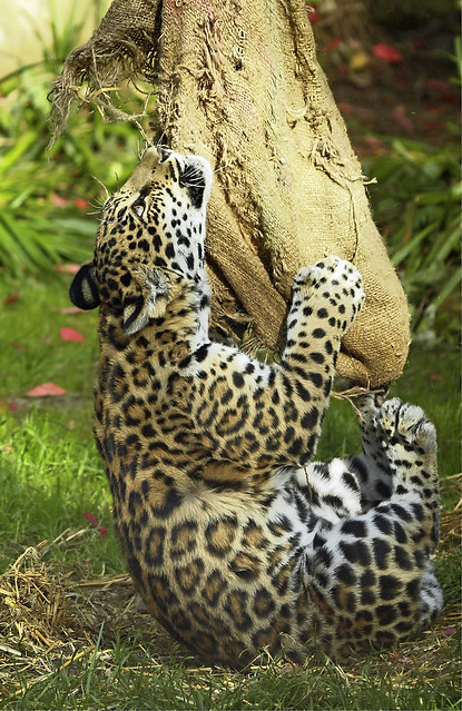 Krefelder Zoo 2013, Jaguarjunge Socorro mit Jaguarmama Bess, 02