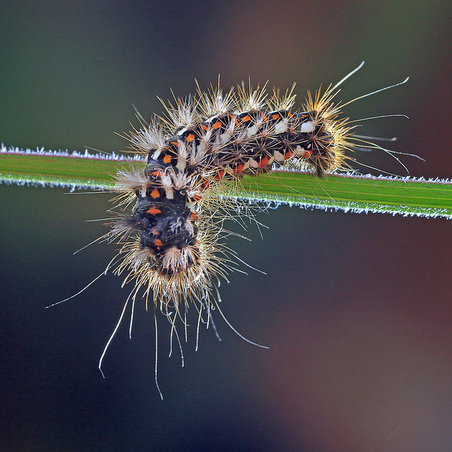 Knot Grass Moth Larva