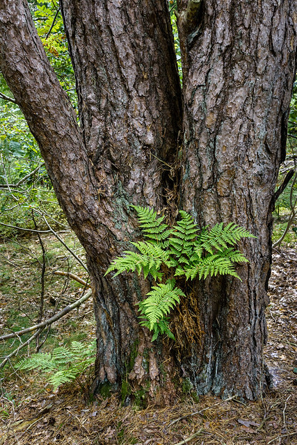 Fern on pine trunks in Tuntorp