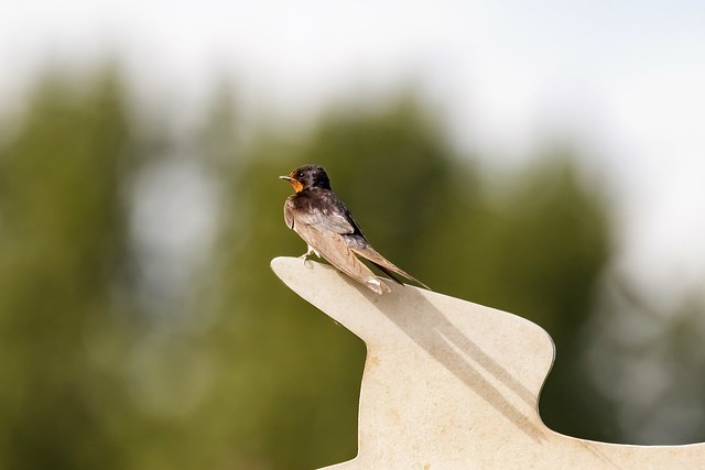 Barn Swallow, Holland.