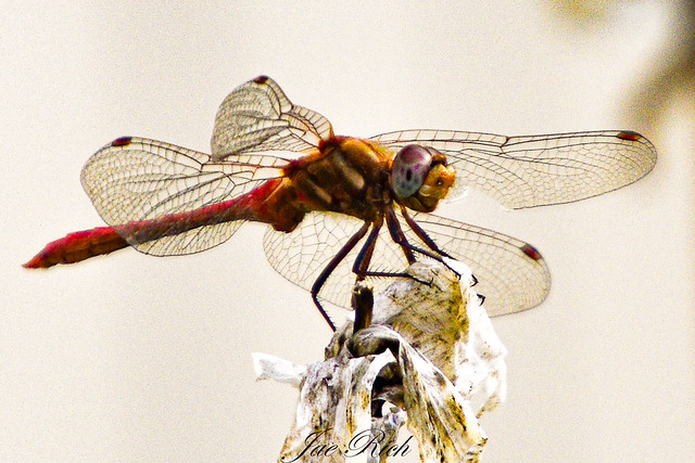 Dragonfly_on_decay