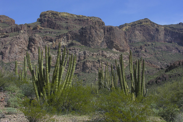 Organ Pipe cactii and the Ajo Mountains from the Ajo Mountains drive near Estes Canyon