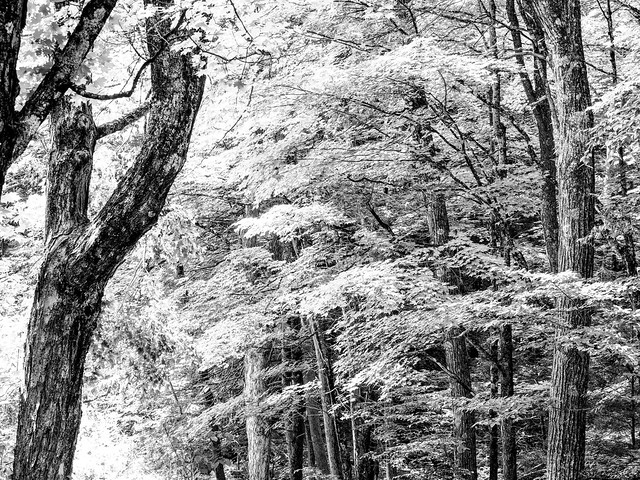 Trees in Monochrome