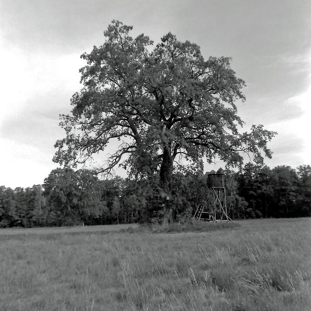 Alter Baum in Brandenburg 29.7.2022