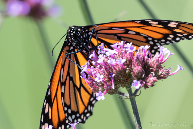 Monarch Tagging Outing - Sep 8 2022-132.jpg