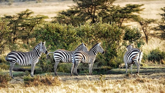 Zebras@masai