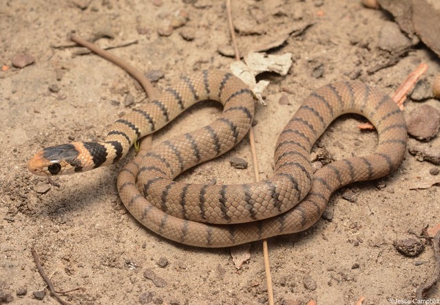 Eastern Brown Snake (Pseudonaja textilis).
