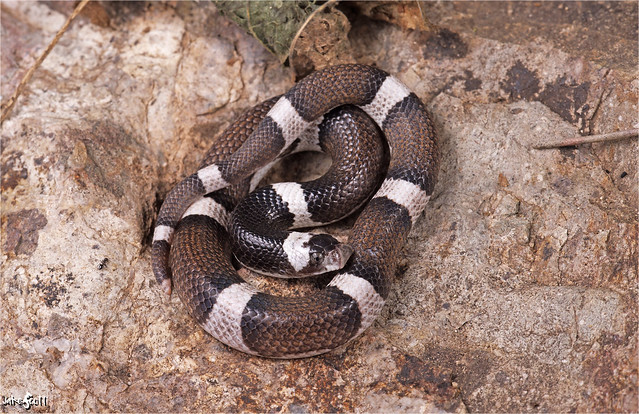 Saddled Leafnose Snake (Phyllorhynchus browni)