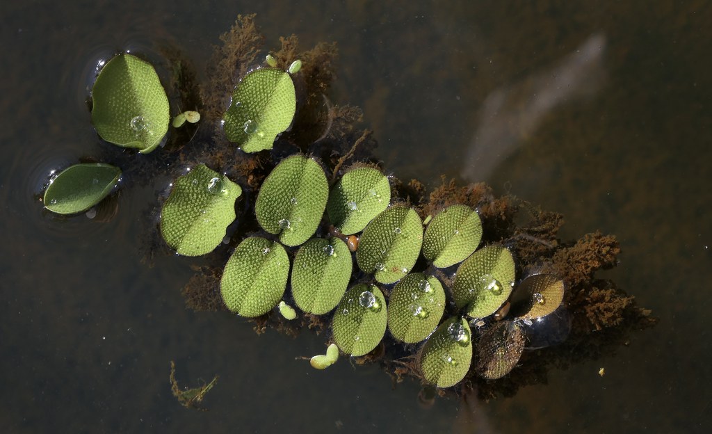 Salvinia auriculata - Kleinohriger Büschelfarn