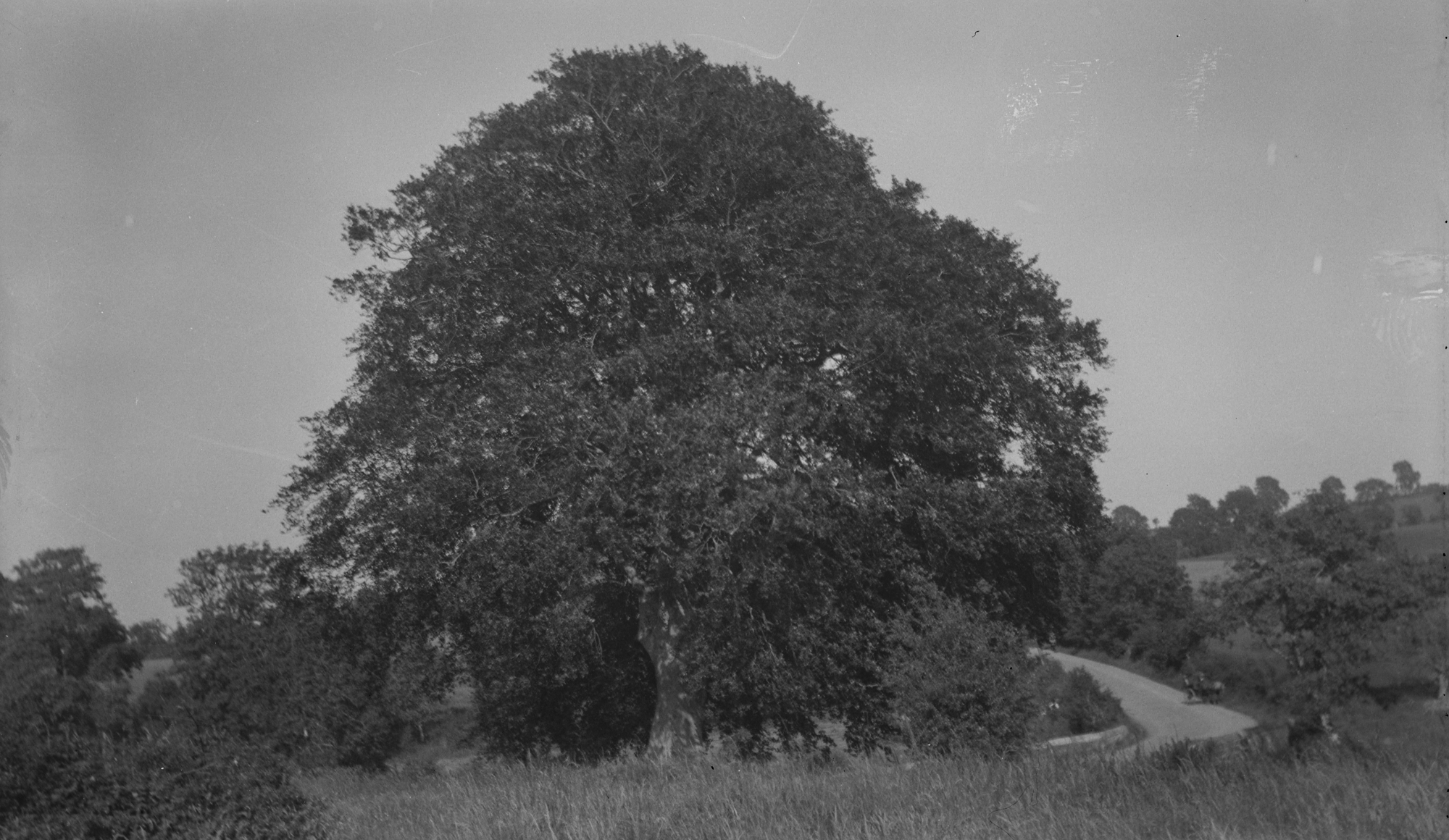 The Beech tree by the Brookes
