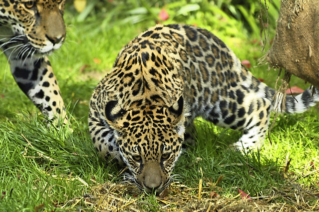 Krefelder Zoo 2013, Jaguarjunge Socorro mit Jaguarmama Bess, 01