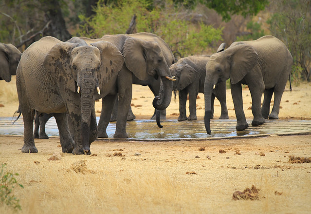 Elephants at the waterhole in South Africa