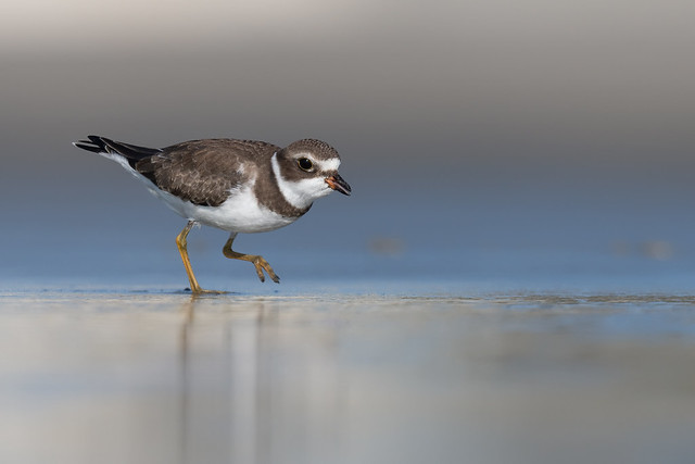 Semipalmated plover juvenile