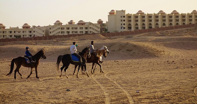 ÄGYPTEN, Makadi Beach bei Hurghadi,  (1st series - Horses) Ausritt ,  80080/21080