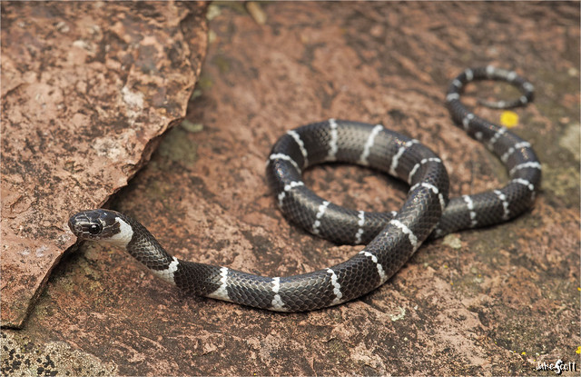 Banded Black Snake (Tropidodipsas repleta)