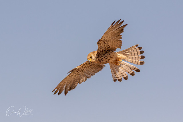 Lesser Kestrel; Falco naumanni