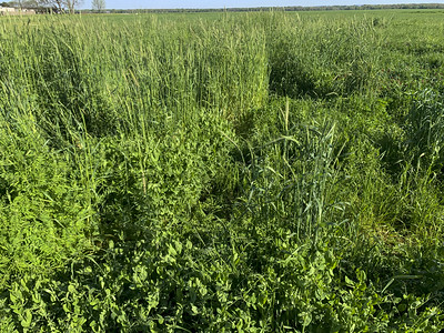 Field of green cover crops