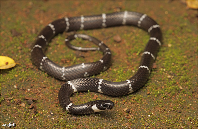 Banded Black Snake (Tropidodipsas repleta)