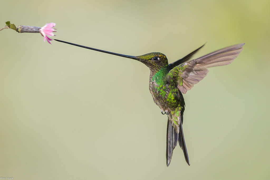 Sword-billed hummingbird / Zwaardkolibrie