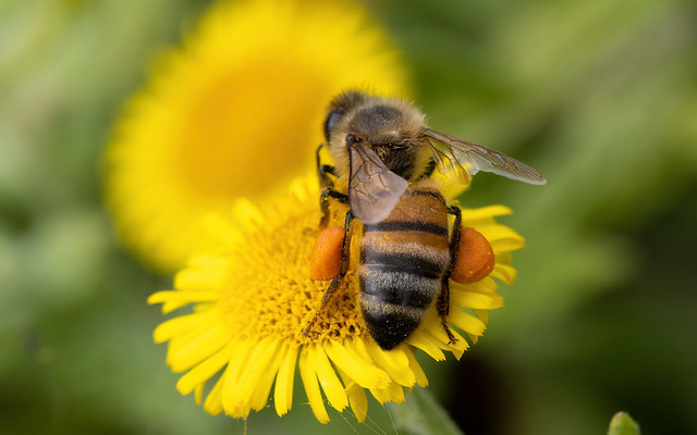 Honey bee nectaring on fleabane