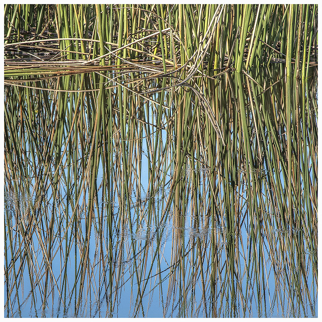 Lake Woodruff #1 2022; Abstrract Reflection