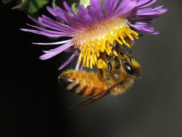 Honeybee SOOC DSCF4037