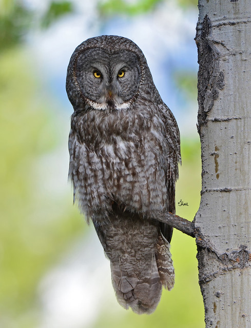 Great Gray Owl - 1454b